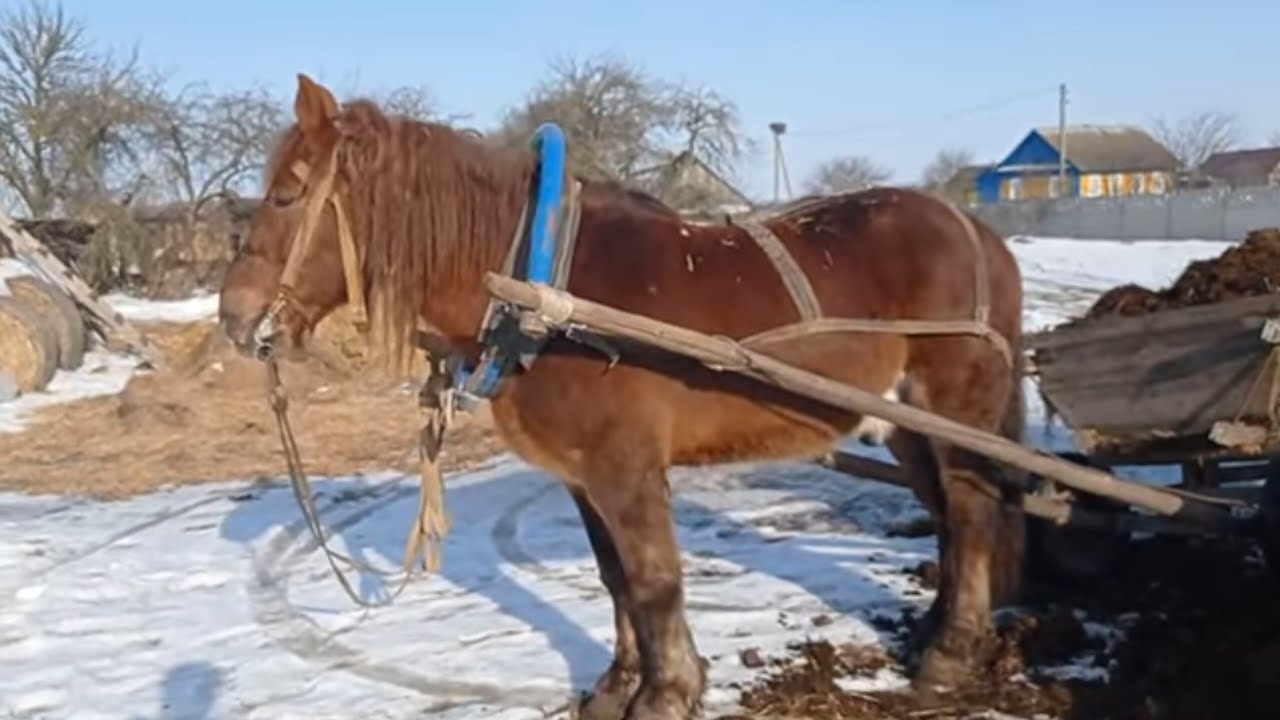 ЛОШАДИ🐎КРАСАВЧИК САН САНЫЧА В РАБОТЕ🐴💪👍