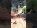 Woodworking skill excellent carpenter Wood cutting on the road #shortvideo #chainsaw
