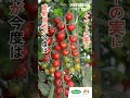 【トマト栽培🍅】秋の着色促進のポイント🌈#ヴィルモランみかど#おいしい野菜の種
