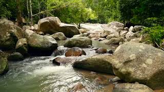 Mountain River Flowing in Rainforest with nature sounds | Relaxing