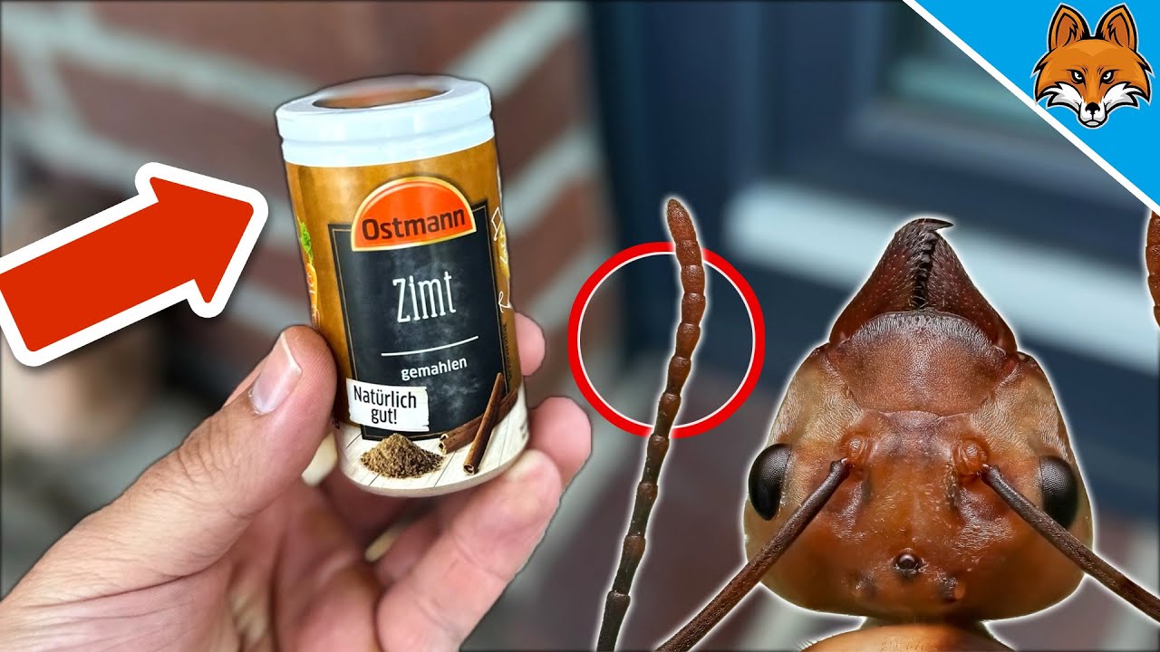 5 (к сожалению) секретных трюков, как избавиться от муравьев💥(СУПЕР ЛЕГКО)🤯