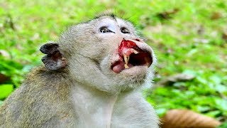 He Will Be Defeat Cos Old & No Power ST1444 Mono Monkey