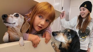 Dog HiDE n SEEK with Olive and Koopa!!  Can our dogs Find us Hiding? Playing a new game as a family by A for Adley - Learning & Fun 1,690,540 views 4 months ago 30 minutes