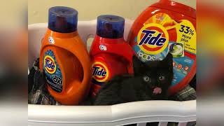 Every Day Is Laundry Day at Animal Care Sanctuary