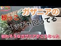 【花の育て方】PWガザニアビーストシルバーティガー