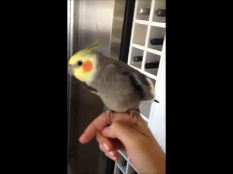 Parrot singing dubstep - papagayo beatboxing