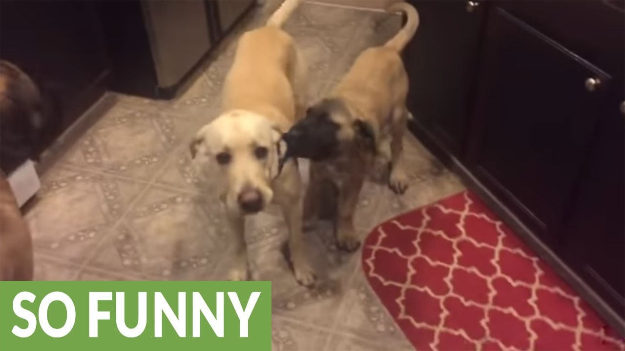 Dog And Cat Squabble Over New Toy Dog And Cat Squabble Over New Toy