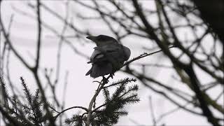 Natuurvideo - Koude Noord Ginkel (Ede, 3-3-2023)