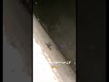 اول مره اشوف عقرب تطير اول مره اشوف عقرب تطير