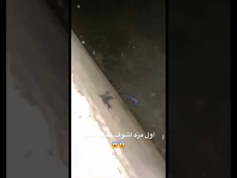 اول مره اشوف عقرب تطير