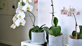 РЕАНИМАЦИЯ орхидеи фаленопсис. Горшки-короны