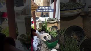 Succulent Arrangement prt2 #fun #garden #succulents #viral #video #tips