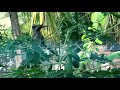 Indian grey hornbill feeding it&#39;s mate papaya leaves.