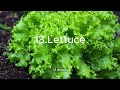 25 foods you can grow in buckets year round.