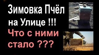 Как прошла зимовка пчёл на улице??? Пасека начинающего пчеловода