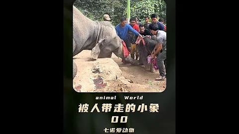 孩子刚出生就被带走，象妈妈下跪祈求放过留下孩子，真的看哭了 - 天天要闻