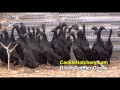 Black Runner Duck (Indian Runner) Breeder Flock | Cackle Hatchery