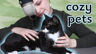 petting a mustachioed cat and chatting (purring, kitty massage, soft spoken whispers) 5 min asmr