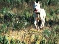 ve por tus perros