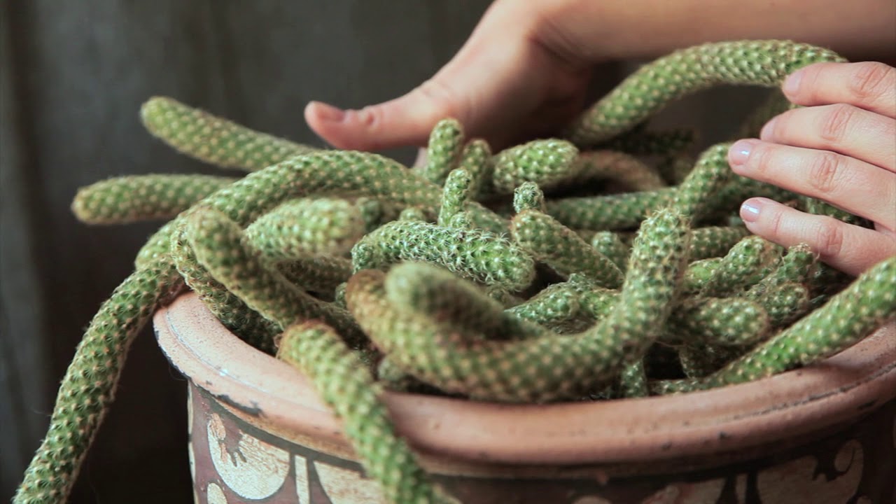 ** Cactus ** ASMR - YouTube