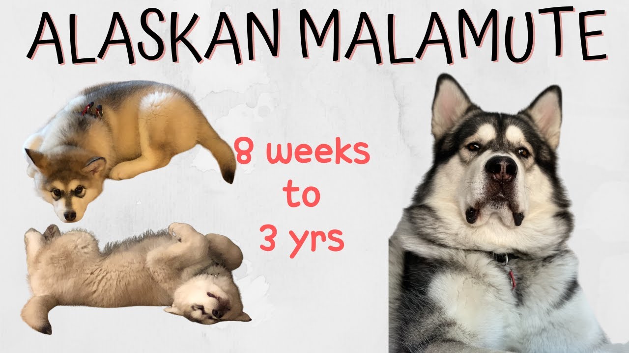 How Long Do Alaskan Malamutes Live