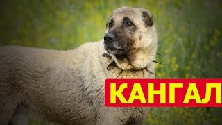 Кангал —  самая сильная собака в мире