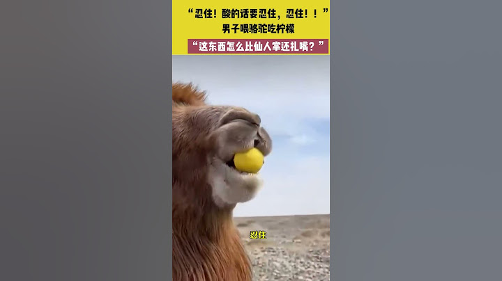 😂男子喂骆驼吃柠檬，骆驼：“这东西怎么比仙人掌还扎嘴？”#funny #搞笑 | China Focus 上海:世界的聚焦点