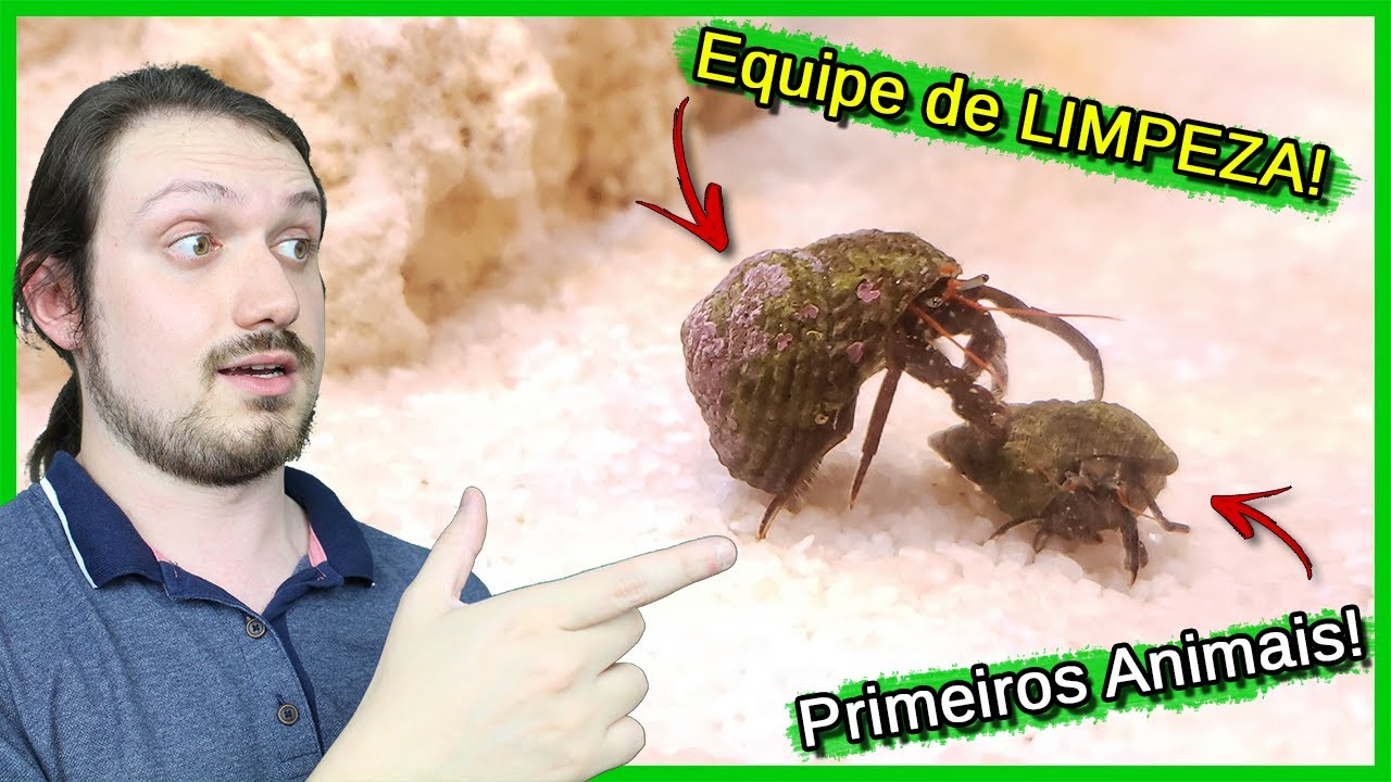 Coloquei a Equipe de LIMPEZA no meu Aquário Marinho!