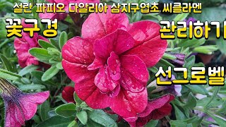 꽃구경 #설란 #파피오란 #다알리아 #삼지구엽초 #씨클라멘 #관리하기