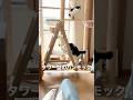 猫が、沼った！ハンモックキャットタワー #Shorts