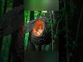 mid jungle harmless survival #survival #forageharvest #bushcraft      #forageharvest