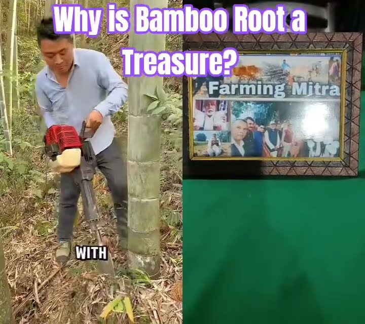 Why is Bamboo Root a Treasure in China?#bamboo#short#ytshortvideo