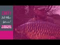 Mainline Baits Carp Fishing TV - CAOTY With 3rd Place Winner Christian Hardwicke