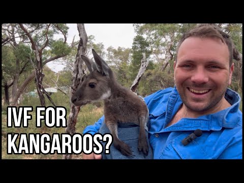 IVF in Kangaroos? Why this could be a BIG DEAL