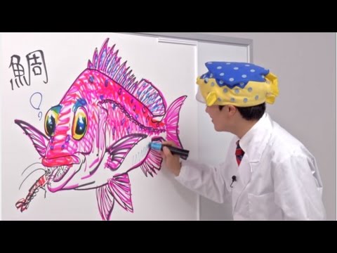 さかなクンのお魚図鑑 マダイ編 Youtube