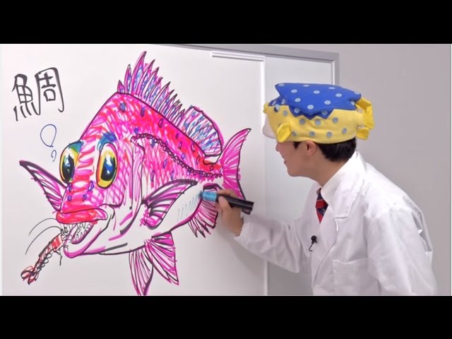 さかなクンのお魚図鑑 マダイ編 Youtube