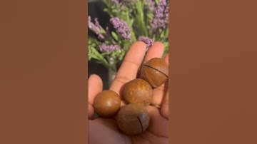 Macadamia Nuts with shell | most expensive nuts in the world #shorts #macadamianuts #nuts