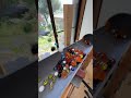 Marble Run (Marble Run Course Using Large Transparent Capsules and a Large Shishiodoshi) #9 #ASMR