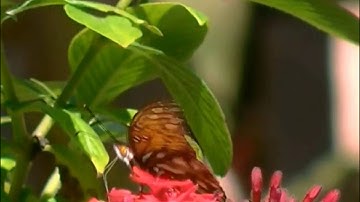 سورة الرحمن بصوت القارئ احمد الحداد