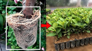 How To Air Layer Any Fruits Tree | Air Layering Guava Tree