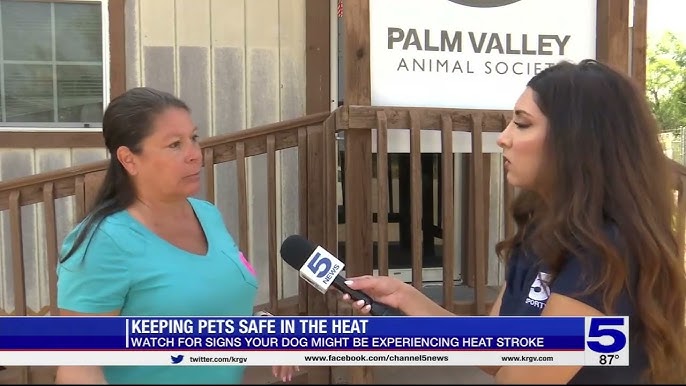 Protecting Dogs In Extreme Heat A Look At 2024