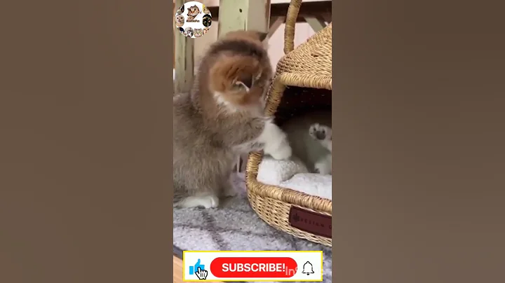 Watch the video about Baby cats cute videos funny 🐱 compilation #catlover #short //sami cat fun 🐱