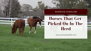 Solving The Issue Of Horses That Get Picked On In The Herd