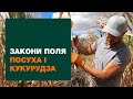 Посуха і кукурудза | ЗАКОНИ ПОЛЯ #2