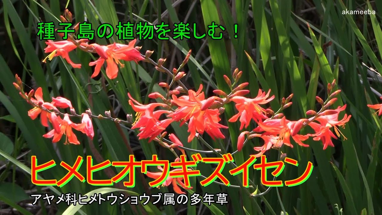 ヒメヒオウギズイセン - 四季折々の草花 - ふるさと種子島