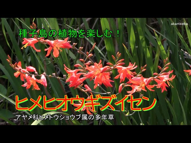ヒメヒオウギズイセン 夏至のころ茎先に総状花序を出し鮮やかな赤い花