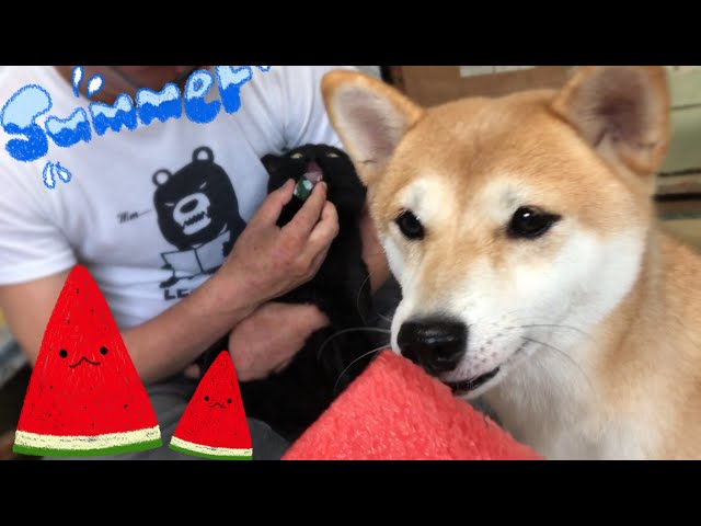 スイカを食べよう(*^◯^*) Dog and cat eating watermelon