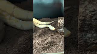 Isn't He Handsome Banana Spider Royal Python #animals #reptiles #snake #cute #curious