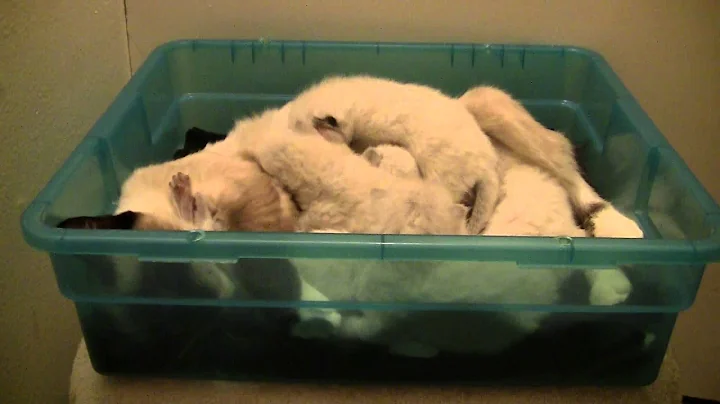 Watch the video about SnowShoe Siamese Kittens Daily Development day 8 HD10.MTS