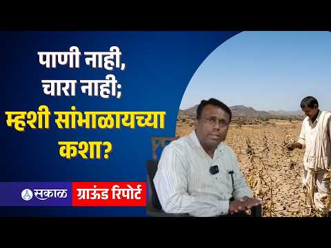अकोल्यात दुष्काळाचा मोठा फटका! म्हशी विकण्याची वेळ; दुग्ध व्यवसाय संकटात | Akola Drought